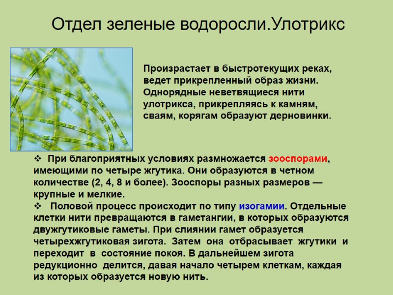 Произрастает в быстротекущих реках, ведет прикрепленный образ жизни. Однорядные неветвящиеся нити улотрикса, прикрепляясь к